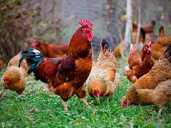 Породы куриц | ЗооТом - продажа, вязка и услуги для животных в Гуково