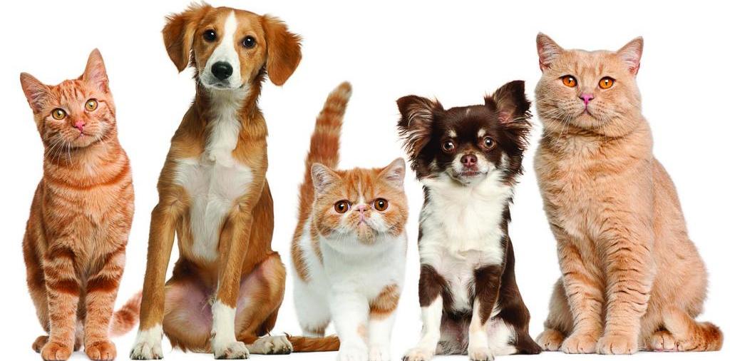 Доска объявлений о животных | ЗооТом - продажа, вязка и услуги для животных в Гуково