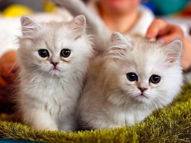 Породы кошек в Гуково | ЗооТом портал о животных