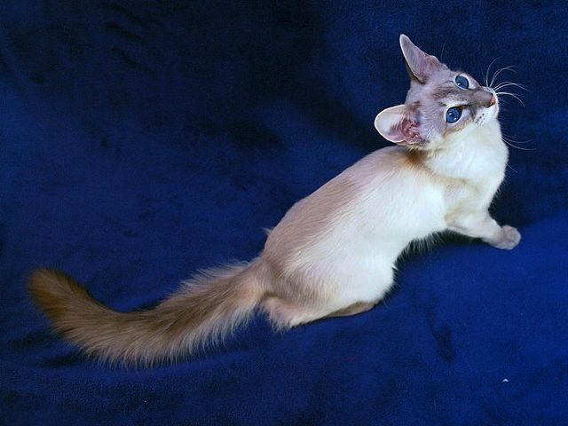 Выведенные породы кошек в Гуково | ЗооТом портал о животных