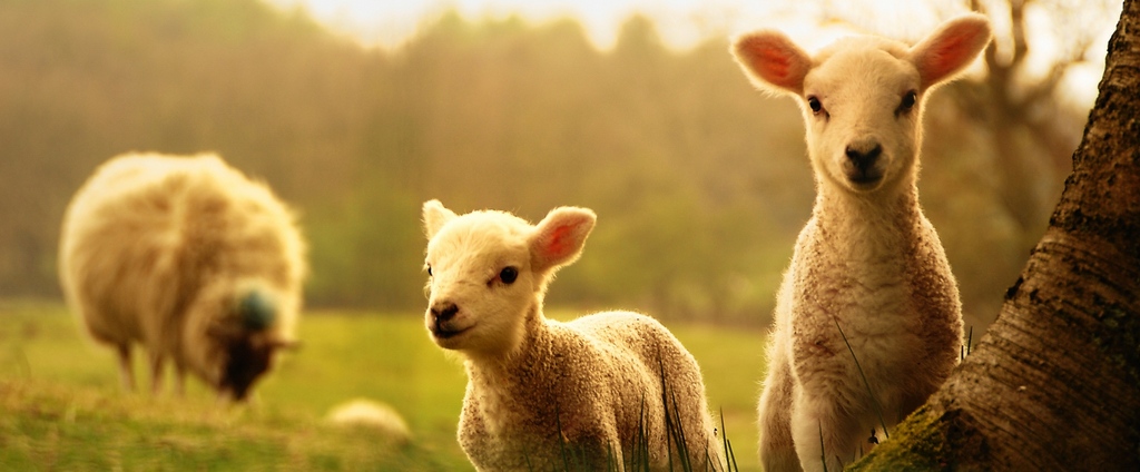 Объявления о сельскохозяйственных животных | ЗооТом - продажа, вязка и услуги для животных в Гуково