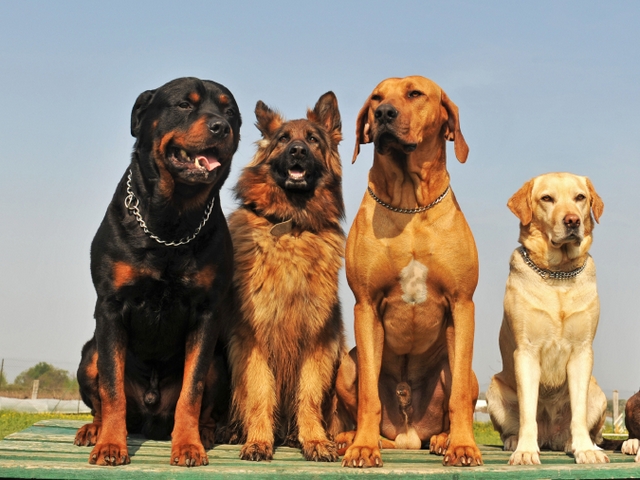 Крупные породы собак в Гуково | ЗооТом портал о животных