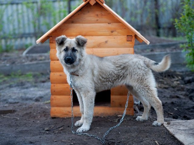 Все о собаках в Гуково